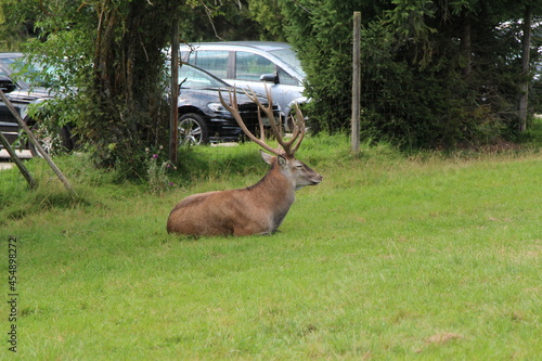 deer in the green