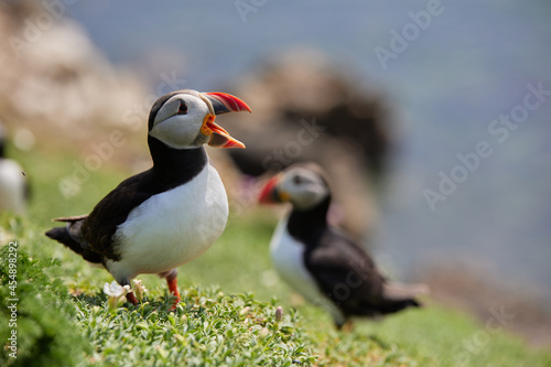 puffin standing on a rock cliff . fratercula arctica