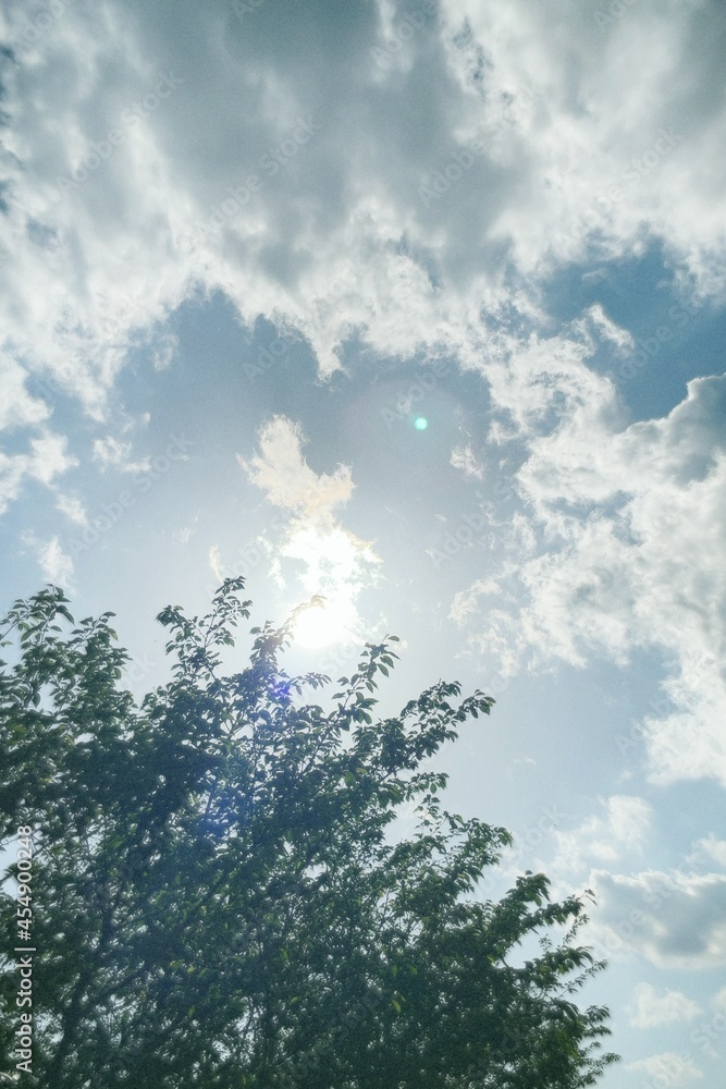 Obraz premium 空と木々04