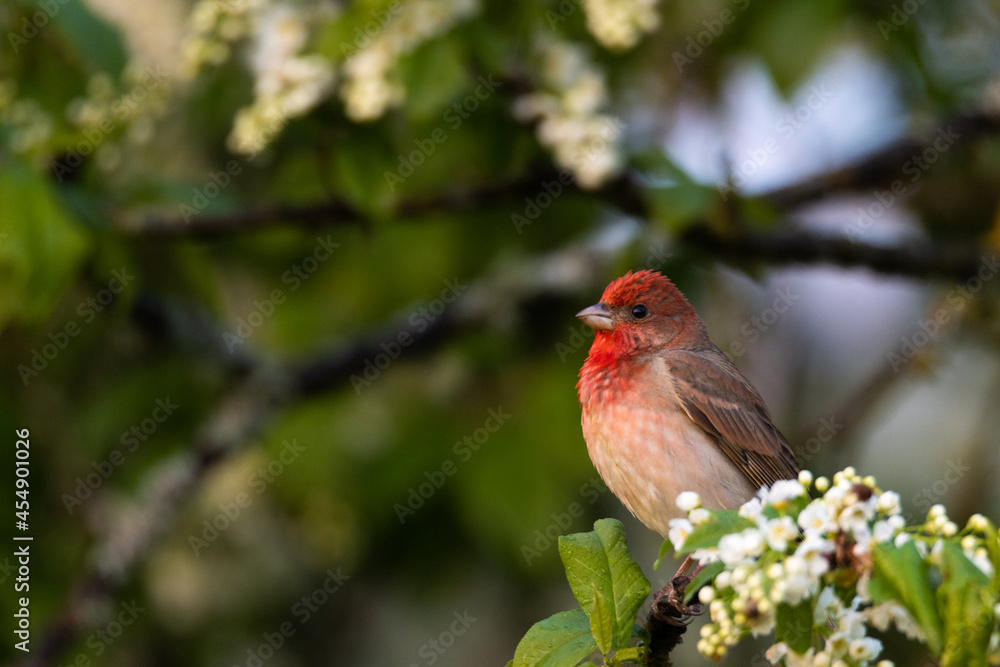 Male Common rosefinch, Carpodacus erythrinus in the middle of Bird cherry blossoms. Male Common rosefinch, Carpodacus erythrinus in the middle of Bird cherry blossoms.