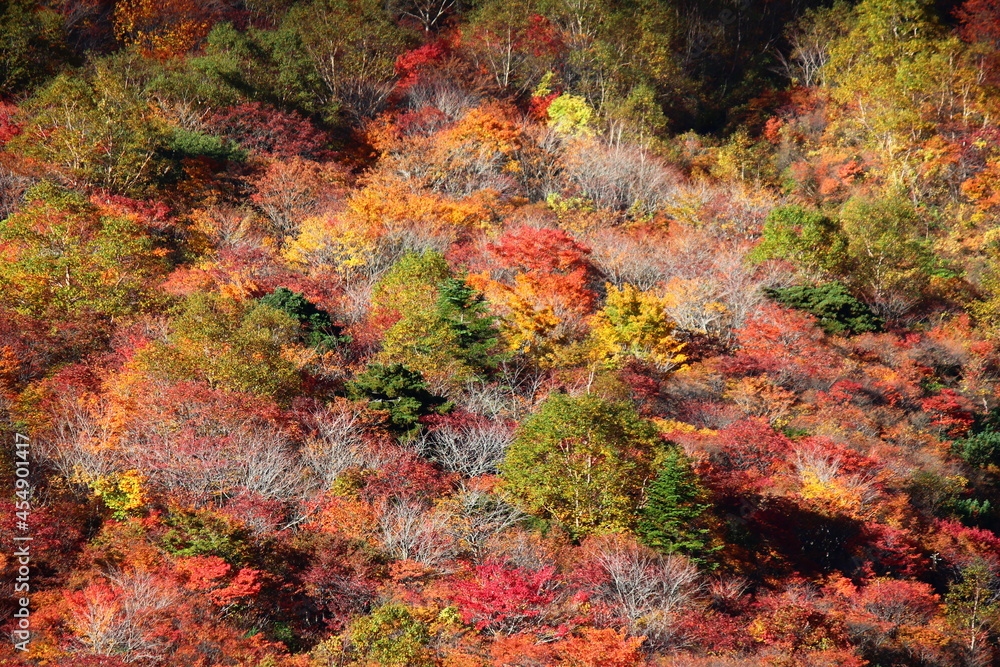 紅葉の茶臼岳(那須岳)姥が平。 紅葉の茶臼岳(那須岳)姥が平。