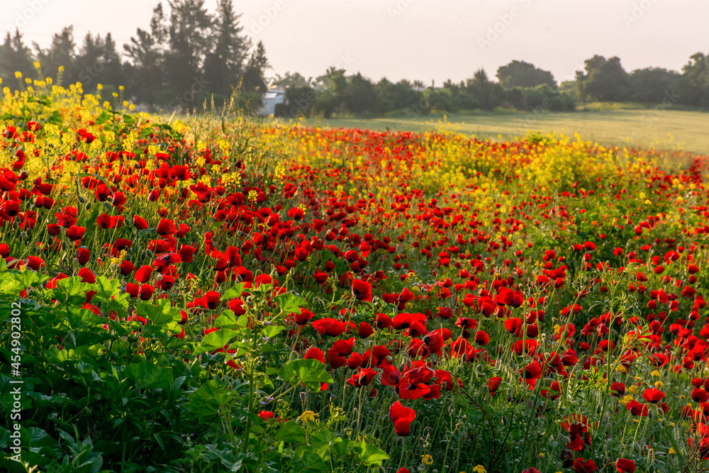 A meadow of wild poppies and mustard growing near Kiryat Tivon in northern Israel.