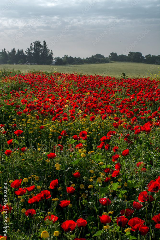 A meadow of wild poppies growing near Kiryat Tivon in northern Israel. A meadow of wild poppies growing near Kiryat Tivon in northern Israel.