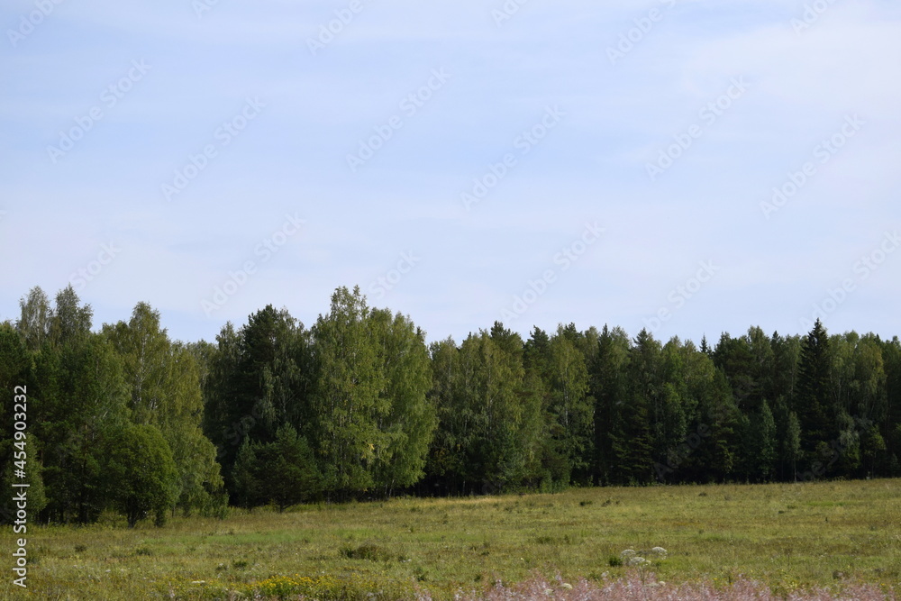 Fototapeta premium forest in the autumn