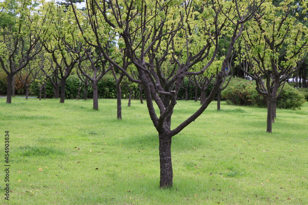 Obraz premium Songdo Nuri Park, Incheon South Korea