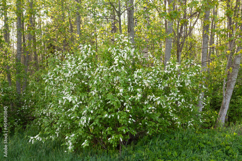 Fototapeta Naklejka Na Ścianę i Meble -  A large Bird cherry tree, Prunus padus blooming during a beautiful warm spring evening in Estonia.