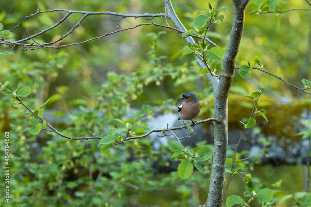 Adult male Common chaffinch, Fringilla coelebs perched on a small twig on a spring evening in Estonian boreal forest. Adult male Common chaffinch, Fringilla coelebs perched on a small twig on a spring evening in Estonian boreal forest.