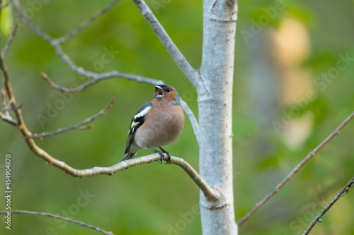Adult male Common chaffinch, Fringilla coelebs perched and singing during spring evening in Estonian boreal forest.