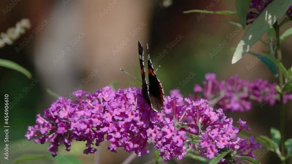 Slow motion video: Beautiful Butterfly flies up and sits on a Buddleja flower. Red Admiral (Vanessa atalanta). Graceful flight of a butterfly over a flower Slow motion video: Beautiful Butterfly flies up and sits on a Buddleja flower. Red Admiral (Vanessa atalanta). Graceful flight of a butterfly over a flower