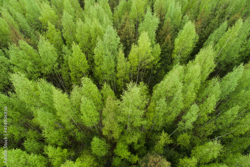 An aerial of lush and fresh Birch forest in Estonia, Northern Europe. 