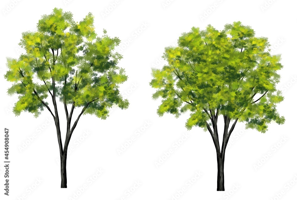 watercolor tree side view isolated on white background for landscape and architecture layout drawing, elements for environment and garden watercolor tree side view isolated on white background for landscape and architecture layout drawing, elements for environment and garden