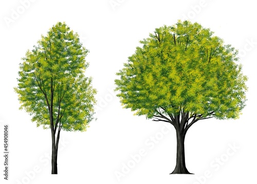 watercolor tree side view isolated on white background  for landscape and architecture layout drawing, elements for environment and garden
