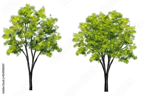 watercolor tree side view isolated on white background  for landscape and architecture layout drawing  elements for environment and garden
