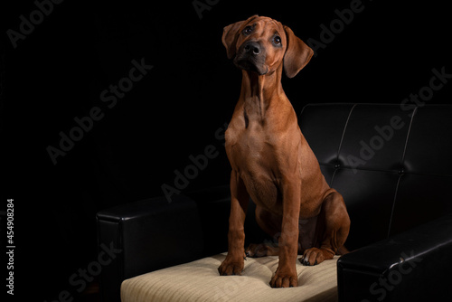 Aufmerksamer Hund auf einem Sessel, schwarzer Hintergrund