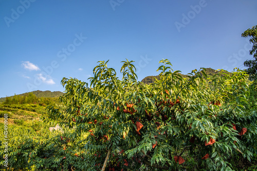Yanling Alpine Yellow Peach Planting Fruit Forest, Hunan Province, China