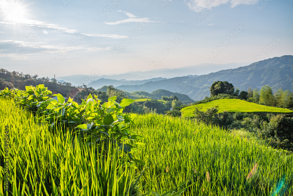 Fototapeta premium Alpine terraced rice field in Yanling County, Hunan Province, China