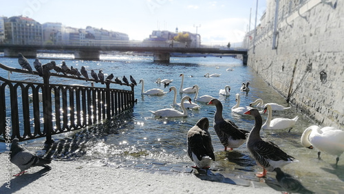 River birds swim by the river in Geneva in autumn