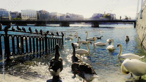 River birds by the river in Geneva in October
