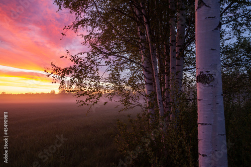 Fototapeta Group of Silver birch trees during a colorful and misty spring sunset in Estonia