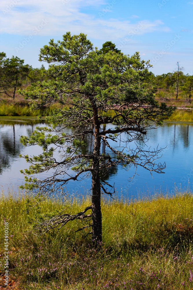 Fototapeta premium Landscape with a lake and pine in a swamp