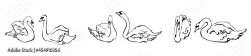 horizontal border with three pairs of swans on the water. Vector illustration of swans drawn by hand in the sketch style