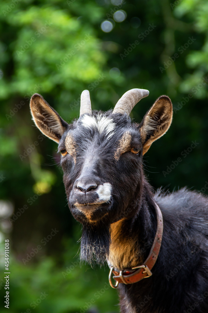 Fototapeta premium Chèvre poitevine en portrait