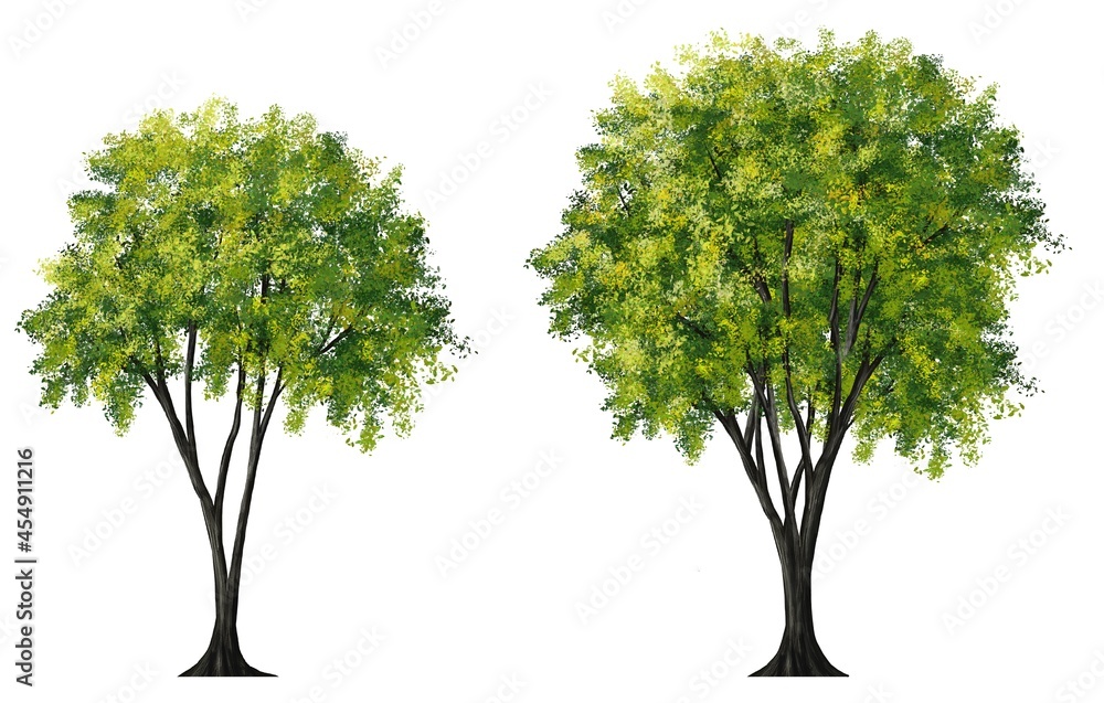 Collection of abstract watercolor tree side view isolated on white background for landscape and architecture layout drawing, elements for environment and garden Collection of abstract watercolor tree side view isolated on white background for landscape and architecture layout drawing, elements for environment and garden