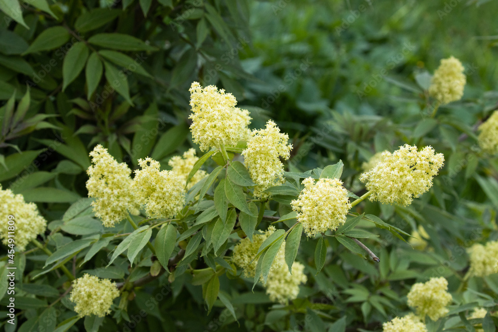 Red elderberry, Sambucus racemosa blooming during late spring in Estonia, Northern Europe. Red elderberry, Sambucus racemosa blooming during late spring in Estonia, Northern Europe.