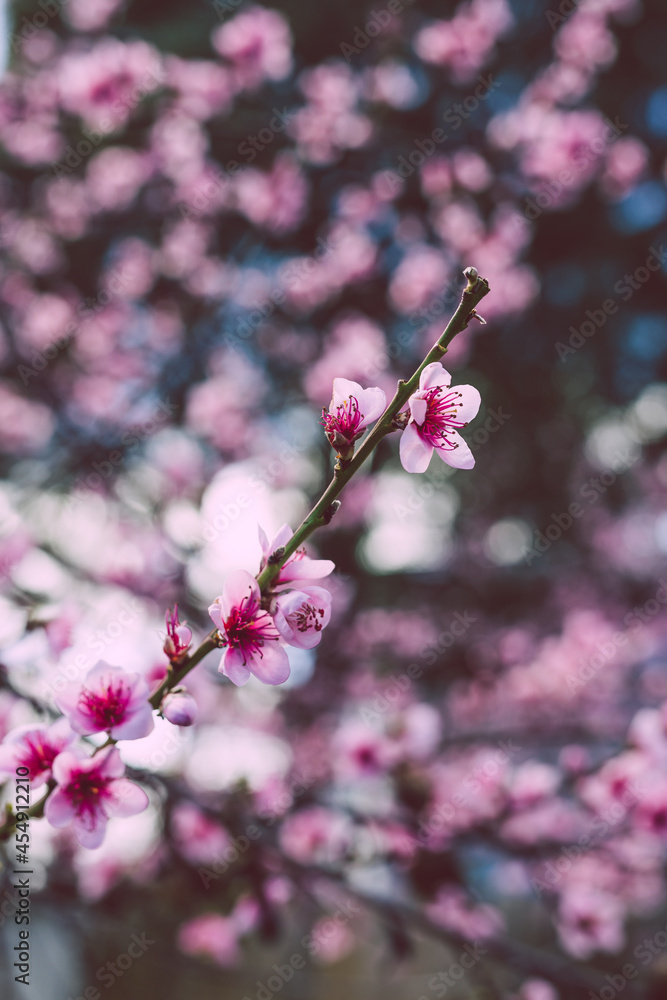 close-up of pink nectarine tree blossoms outdoor shot at shallow depth of field close-up of pink nectarine tree blossoms outdoor shot at shallow depth of field