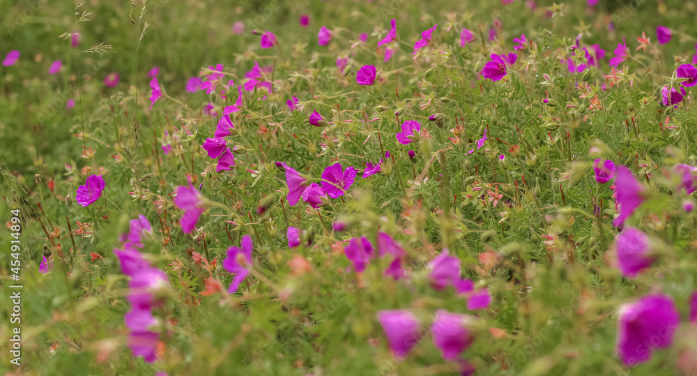 purple forest flowers gersnium pelargonium in the grass purple forest flowers gersnium pelargonium in the grass