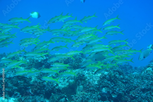 奄美大島 熱帯魚の群れ 2108 7655 © Takehiro