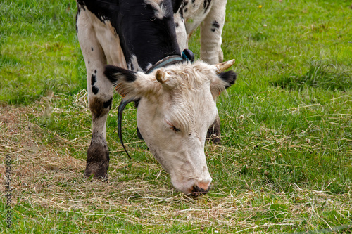 Vache Holstein au pré © guitou60