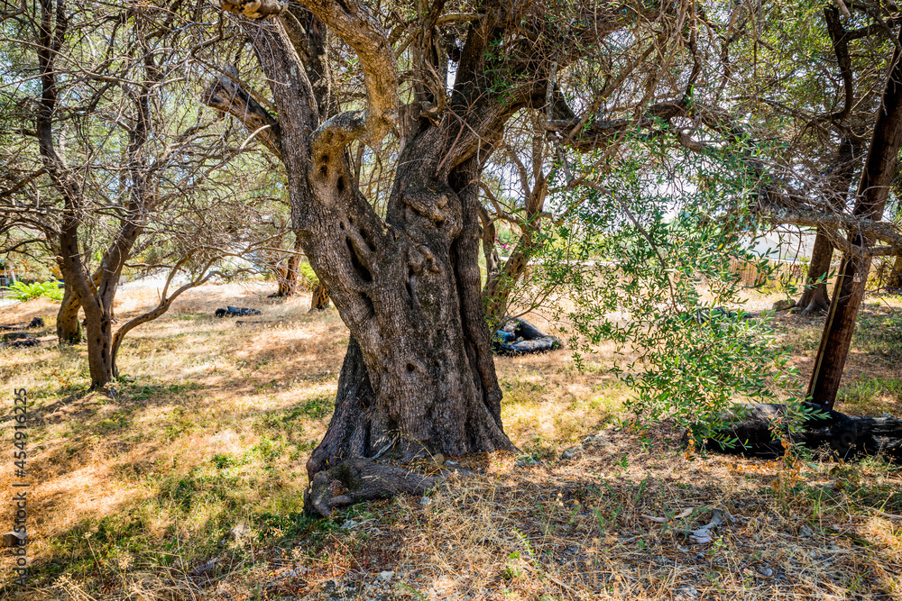 Naklejka premium Plantation d'Oliviers