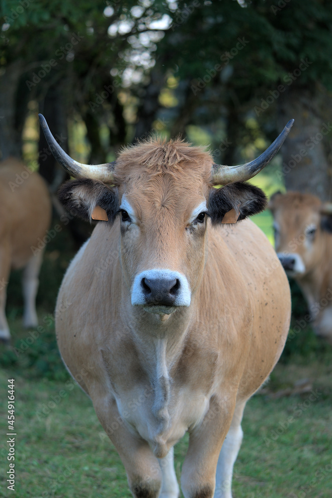 Aubrac breed cow in its meadow in Auvergne, Puy-de-Dome
