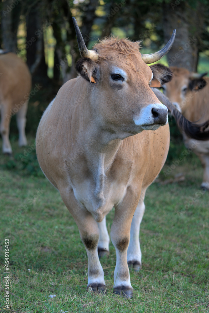 Aubrac breed cow in its meadow in Auvergne, Puy-de-Dome