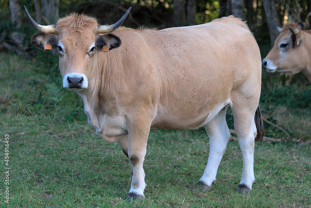 Aubrac breed cow in its meadow in Auvergne, Puy-de-Dome Aubrac breed cow in its meadow in Auvergne, Puy-de-Dome