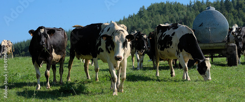 group of young black and white Norman cows looking at the camera
