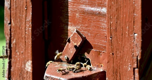 Busy traffic at the entrance of a beehive on a sunny afternoon
