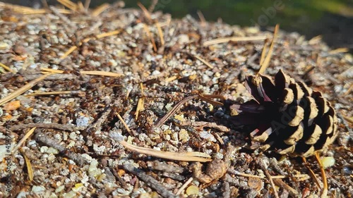 A team of ants builds an anthill in the forest 
