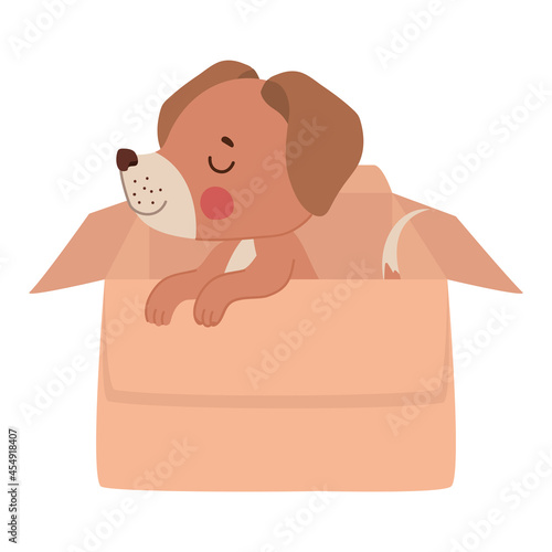 puppy in a box