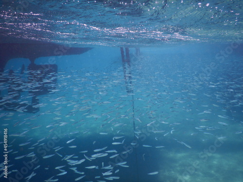 school of tiny small fish silver countershading close to marina in red sea egypt photo