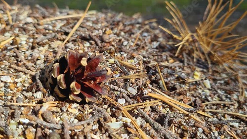 A team of ants builds an anthill in the forest 