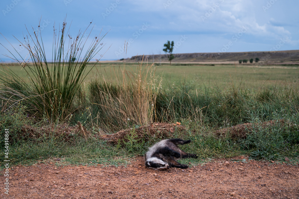 An European badger (Meles meles) lies dead on the ground near a road at Gallocanta Lake, Aragon, Spain An European badger (Meles meles) lies dead on the ground near a road at Gallocanta Lake, Aragon, Spain
