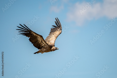 A griffon vulture (Gyps fulvus) flying over a field near Gallocanta Lake, Aragon, Spain.