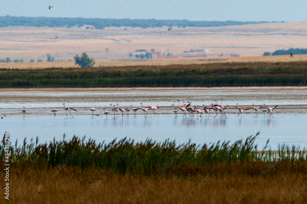 A group of flamingos in Gallocanta Lake, Aragon, Spain.