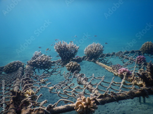 restoration of coral reef in egypt red sea fence construction as a base photo