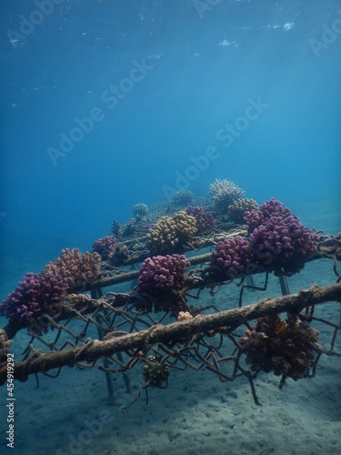 restoration of coral reef in egypt red sea fence construction as a base photo