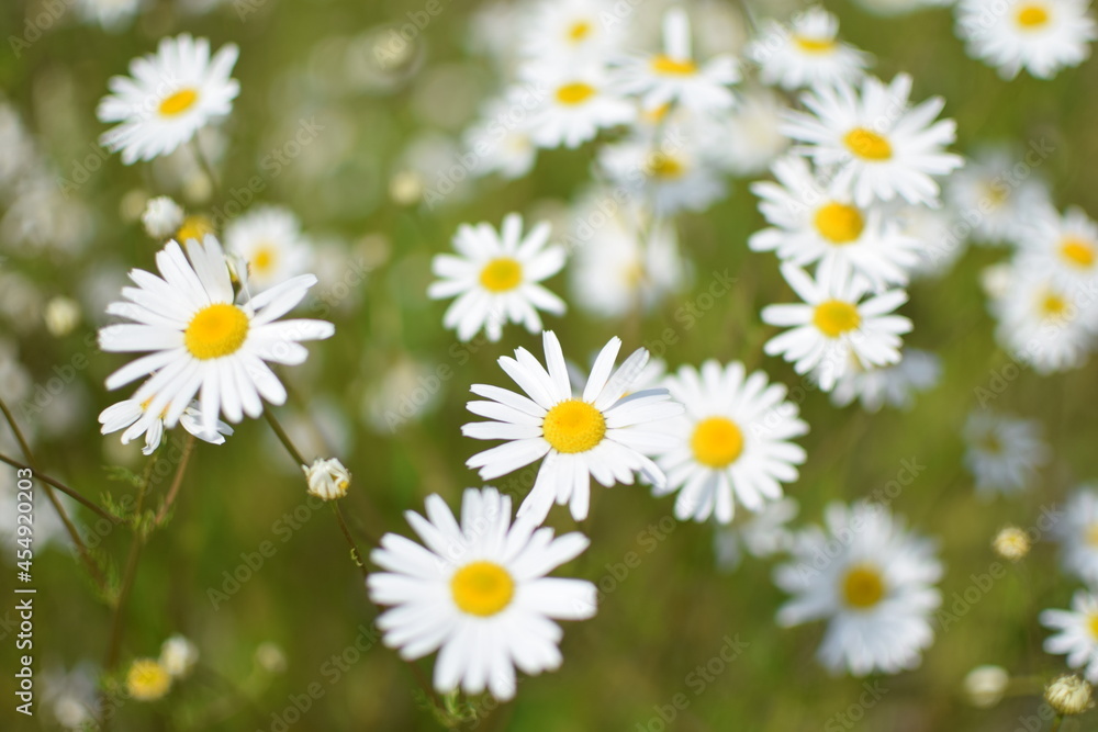 Floral background. Photography of chamomile. Camomile field. Chamomile background. Postcard. Floral background. Photography of chamomile. Camomile field. Chamomile background. Postcard.