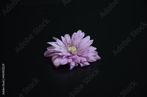 flower, petals on a black background