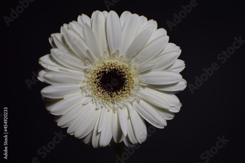 flower, petals on a black background